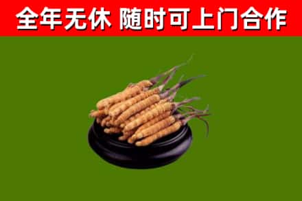 包头回收冬虫夏草