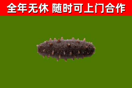 包头回收海参干